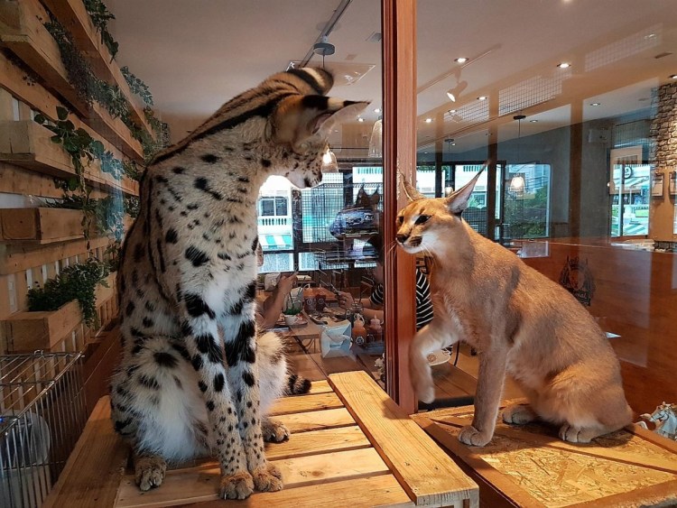 Сервал гуччи