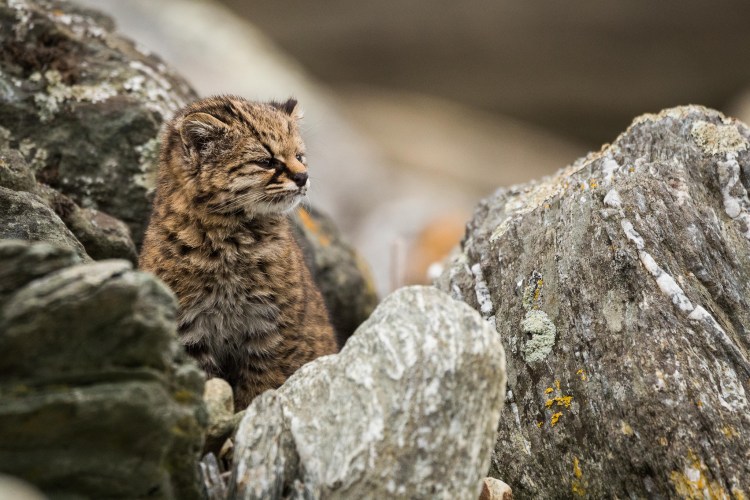 Пампасская кошка (leopardus Pajeros),