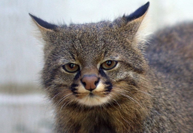 Андская кошка