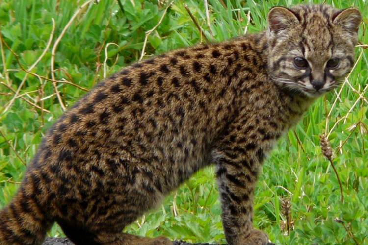 Чилийская кошка (leopardus guigna