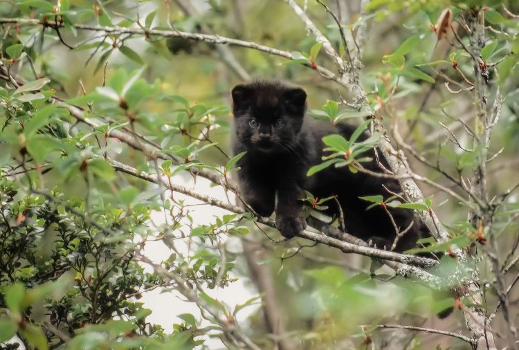 Кошка Жоффруа Южная Америка