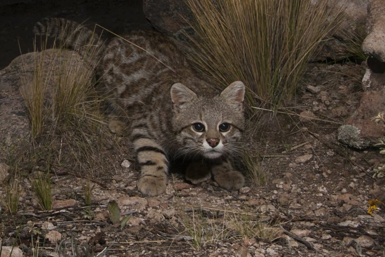 Онцилла Маргай