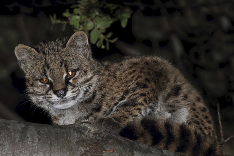 Кошка Жоффруа в домашних условиях