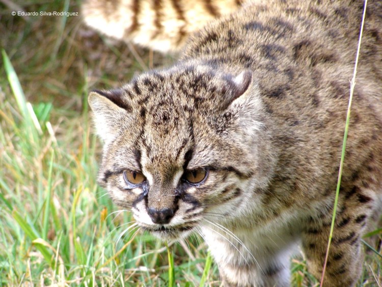 Чилийская кошка (leopardus guigna