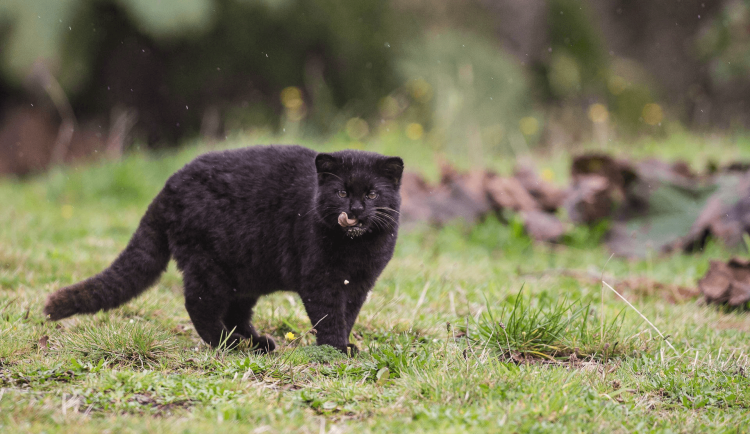 Чилийская кошка кодкод