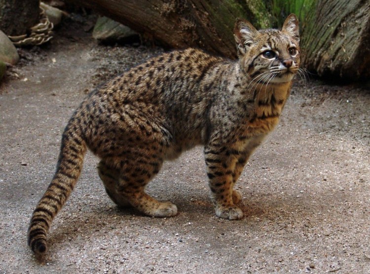 Чилийская кошка (кодкод) (leopardus guigna)