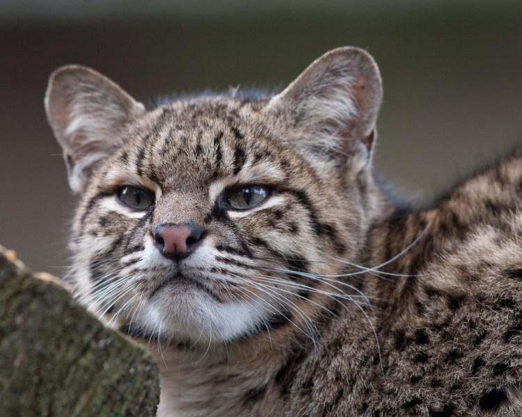 Чилийская кошка (leopardus guigna
