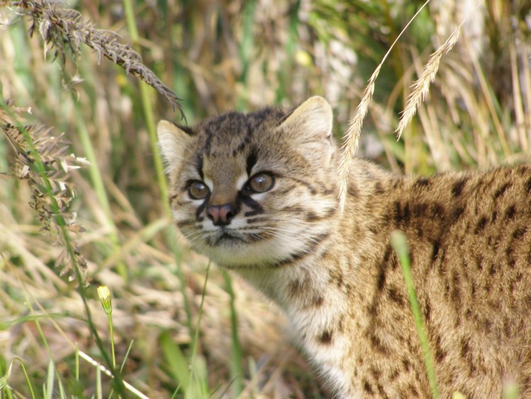 Чилийская кошка кодкод