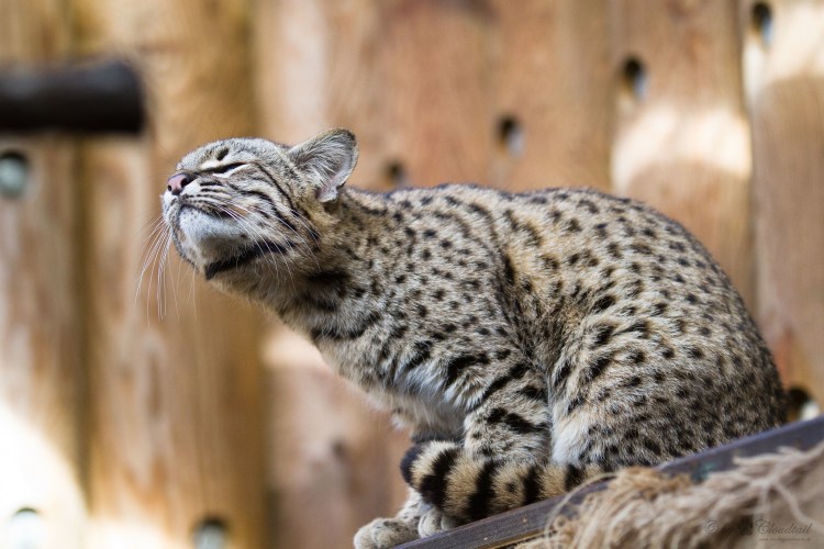 Кошка Жоффруа leopardus geoffroyi