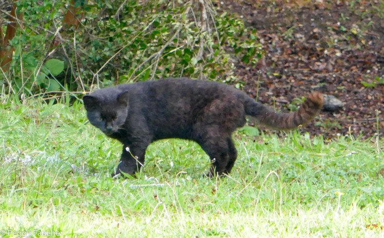 Кошка Жоффруа leopardus geoffroyi