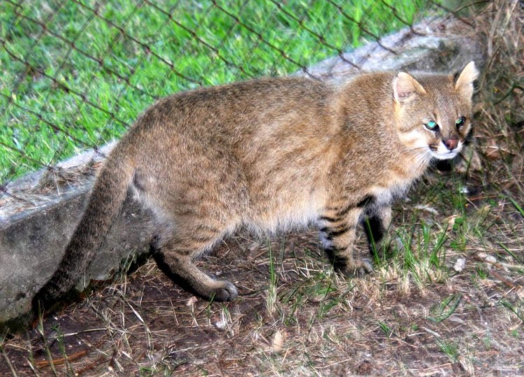 Порода кошек Жоффруа