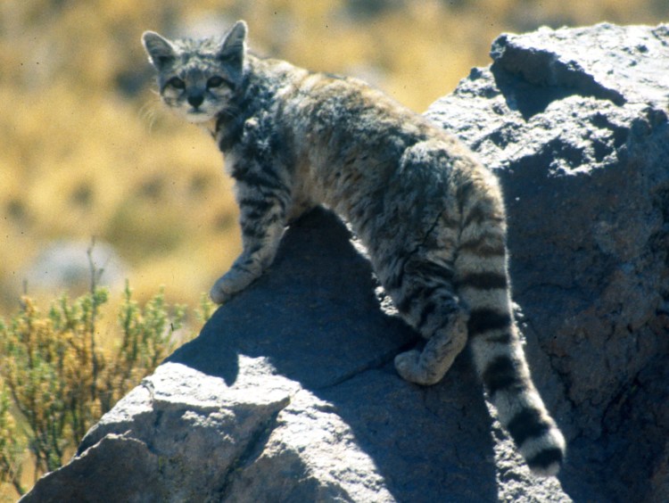 Вид - кошка Жоффруа (leopardus geoffroyi):