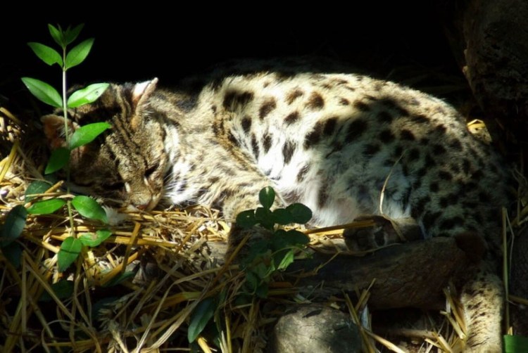 Leopardus Jacobitus
