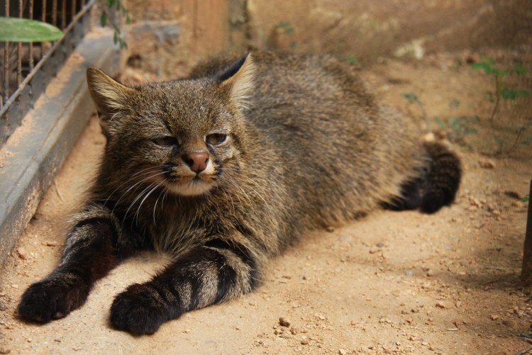Пампасская кошка Паджеро