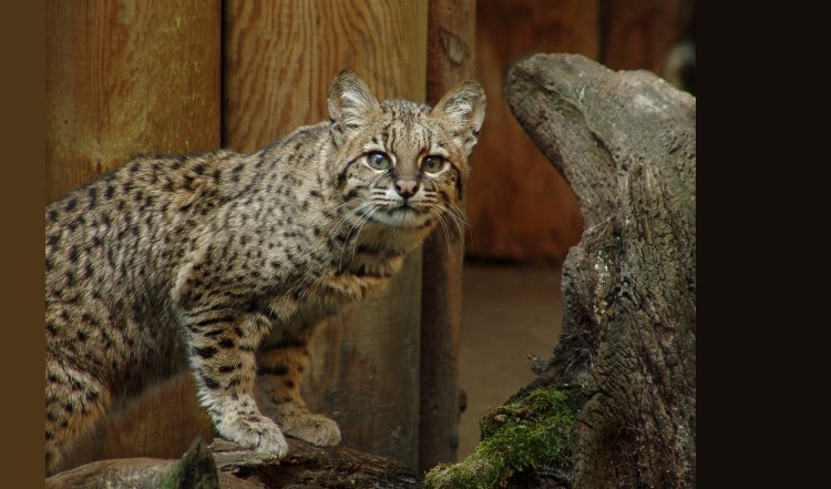 Пампасская кошка Южной Америки