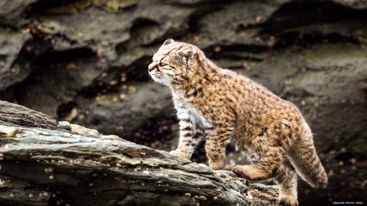 Андская кошка