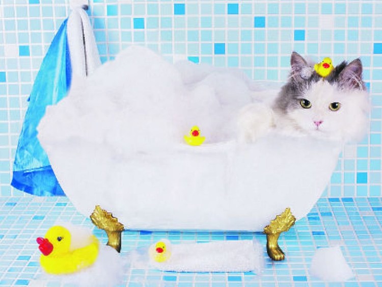 Котик купается в ванной