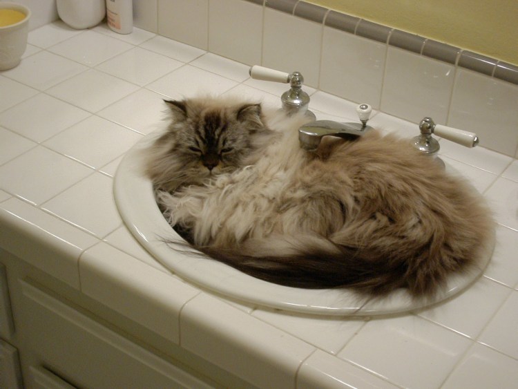 Кот Хозяюшка