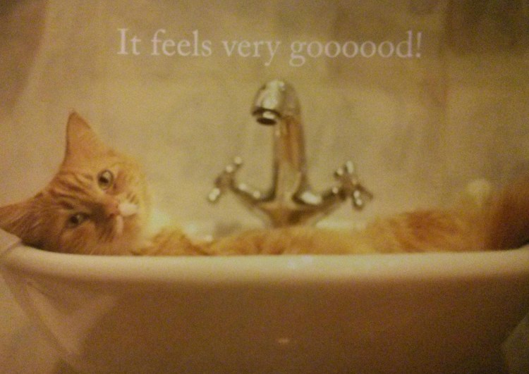 Котик в ванной