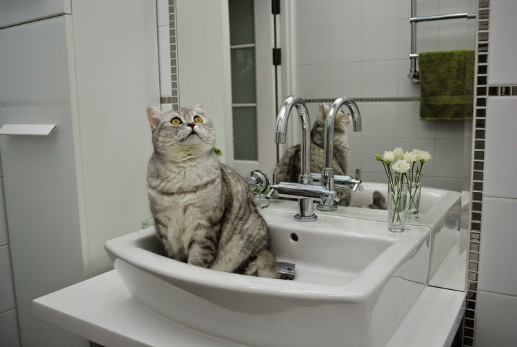 Котик в ванной