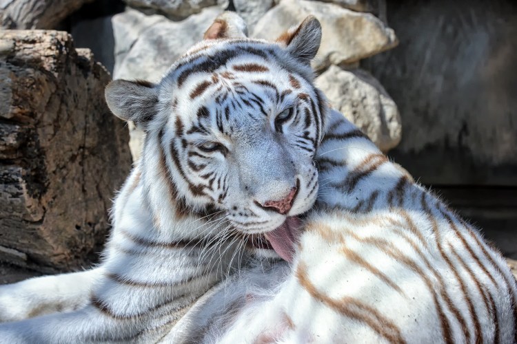 Черный и белый тигр