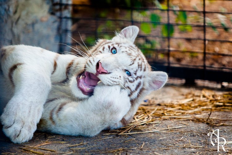 Тигр с голубыми глазами