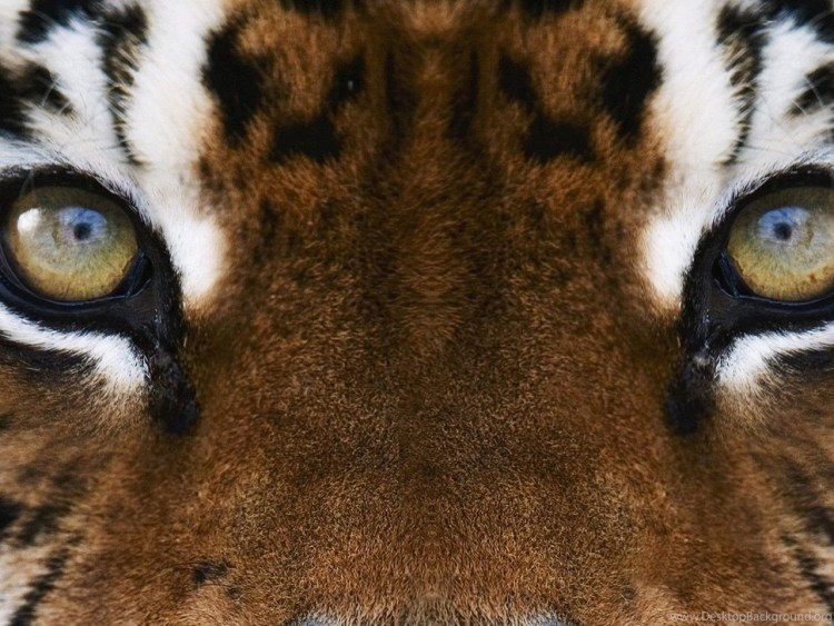 Голубой тигр