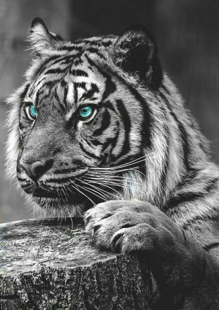 Тигр с голубыми глазами