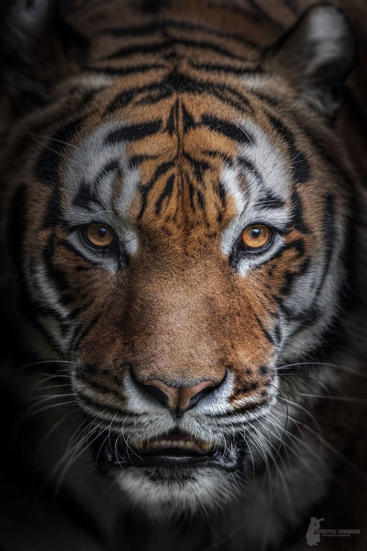 Голубоглазый тигр