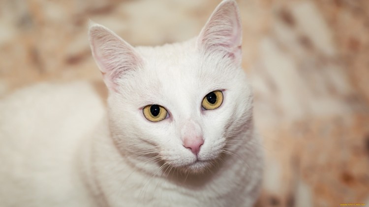 Белая кошка с янтарными глазами