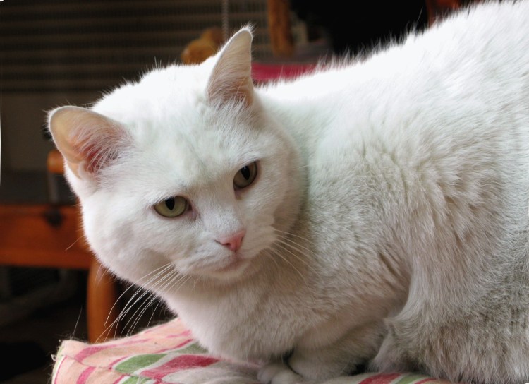 Кошки белые с жёлтыми пятными