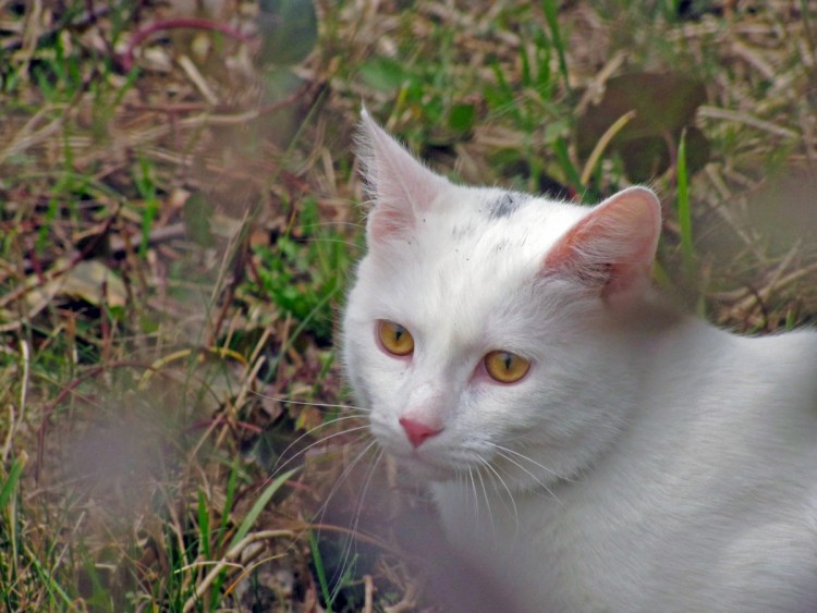 Турецкая ангорская кошка короткошерстная