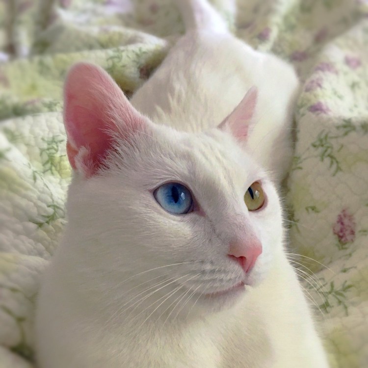 Красивые коты