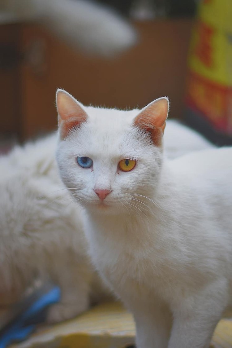 Турецкая ангора кошка