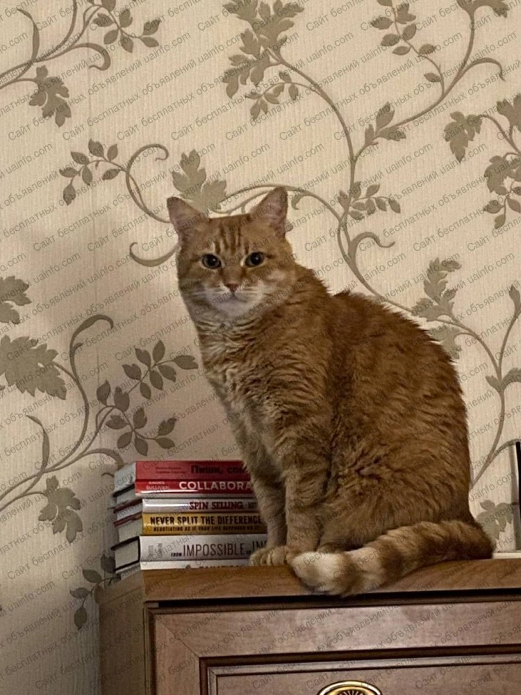 Кошки редких пород каомани