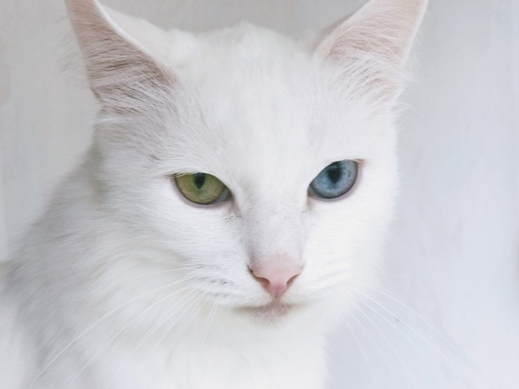 Белый кот с желтыми глазами