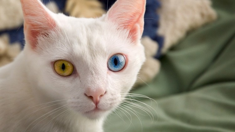 Сибирская ангорская кошка белая