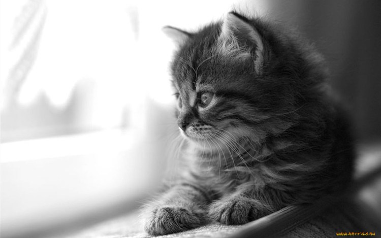 Кошка грустит