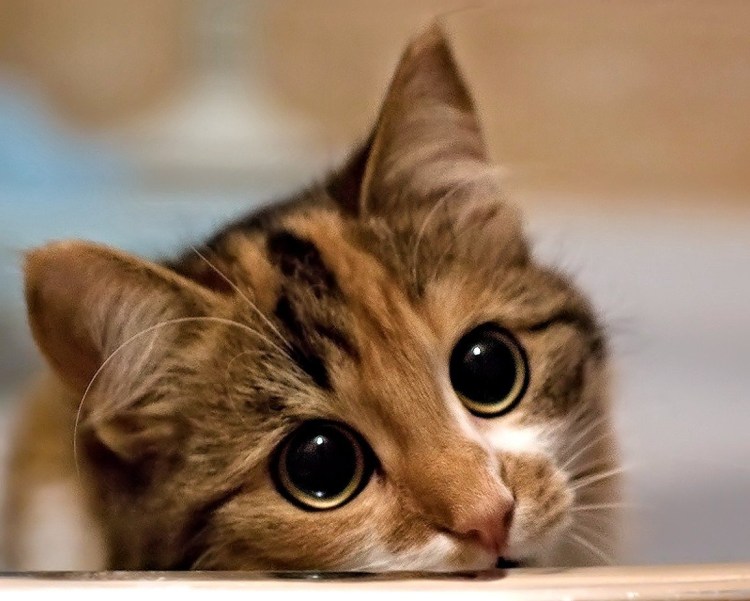 Кошка с котятами