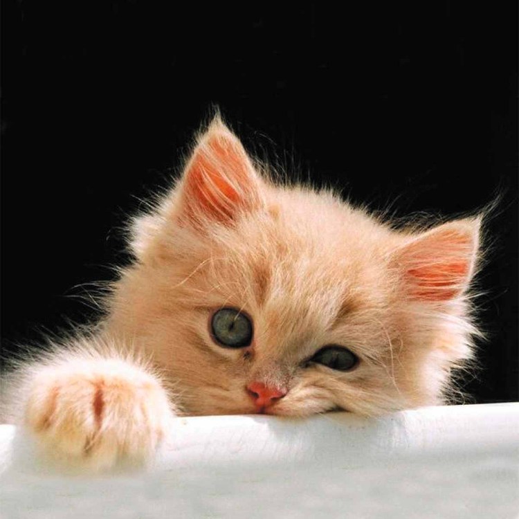 Котенок с красивыми глазками