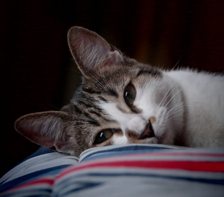 Кошка грустит