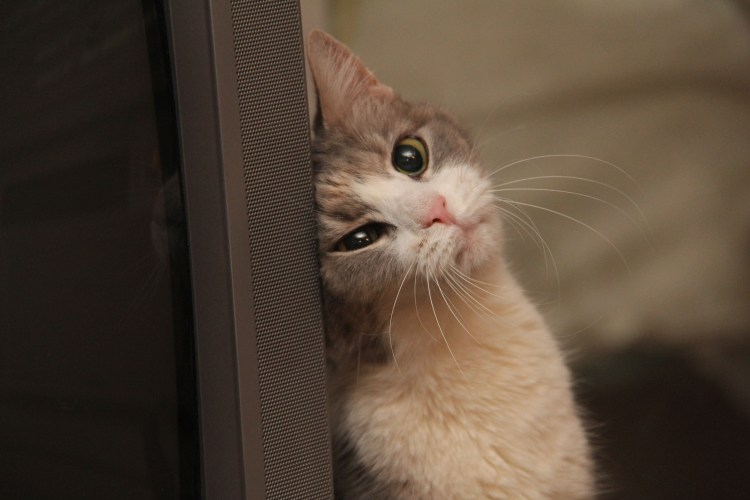 Кошечка скучает