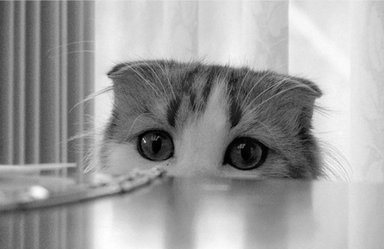 Котик скучает