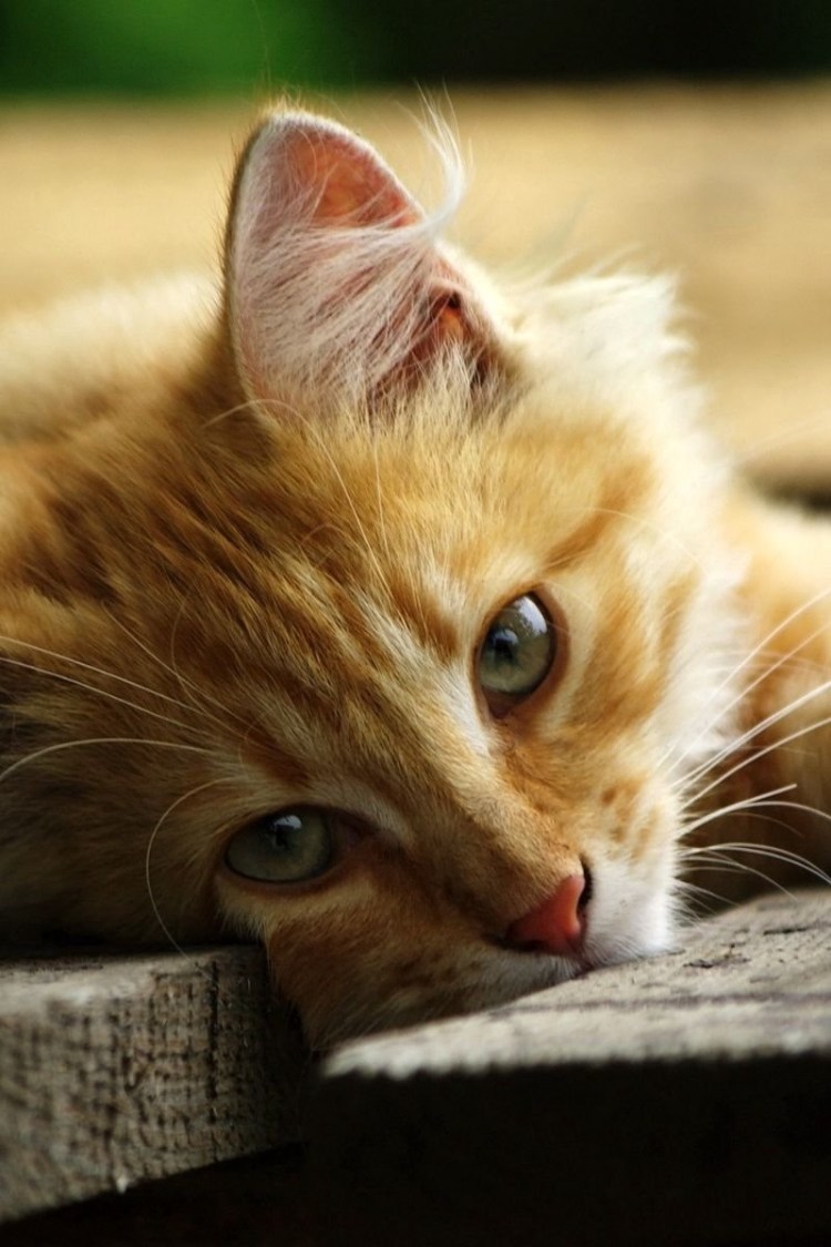 Грустная кошечка