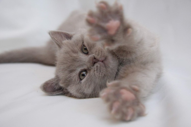 Котенок ждет