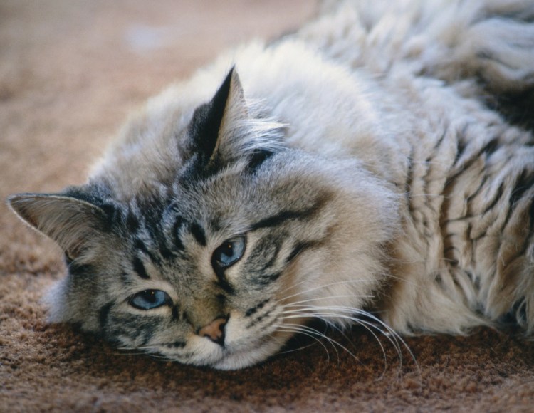 Скучаю по тебе котенок