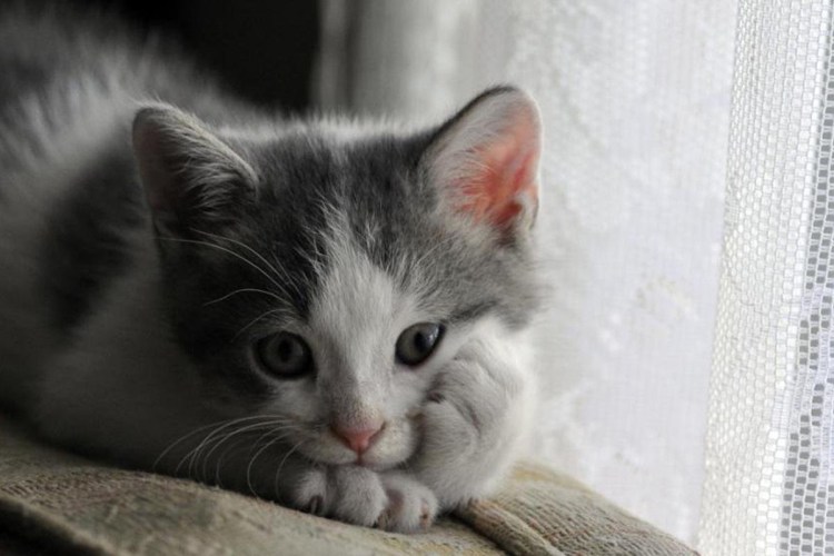 Скучающий кот