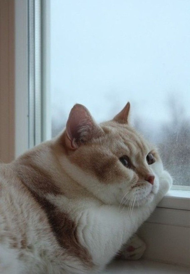 Милый грустный котик