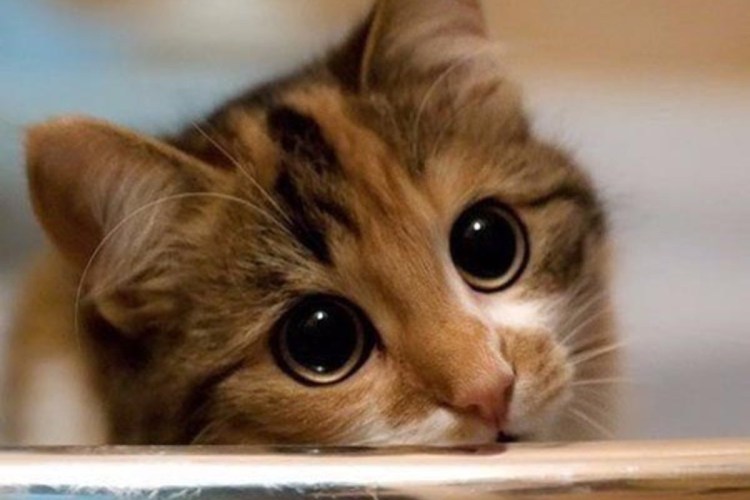 Тоскующий котик