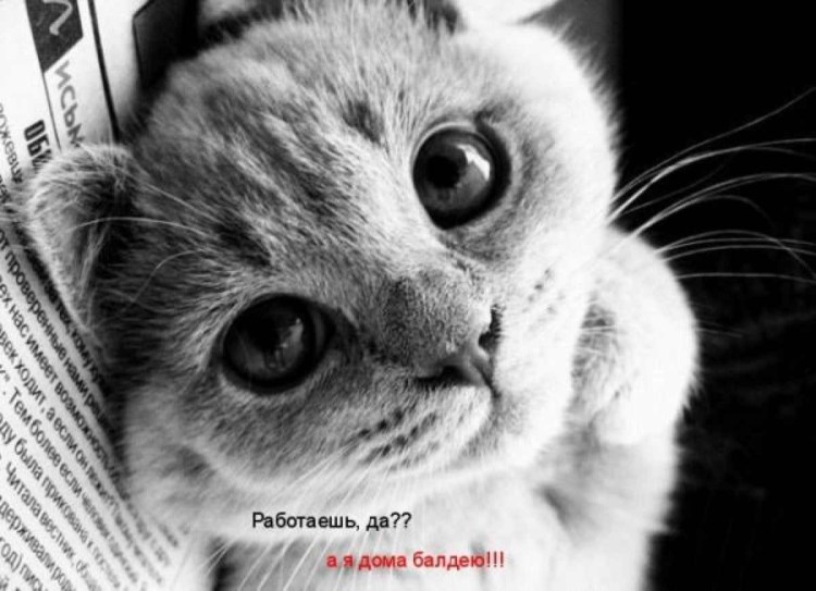 Котик скучает